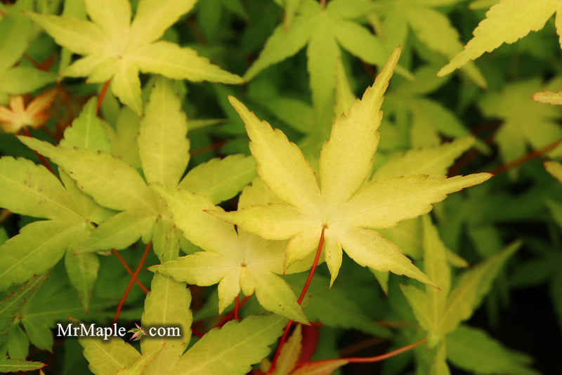 - FOR PICK UP ONLY | Acer palmatum 'Golden Falls' Weeping Golden Japanese Maple | DOES NOT SHIP - Mr Maple │ Buy Japanese Maple Trees
