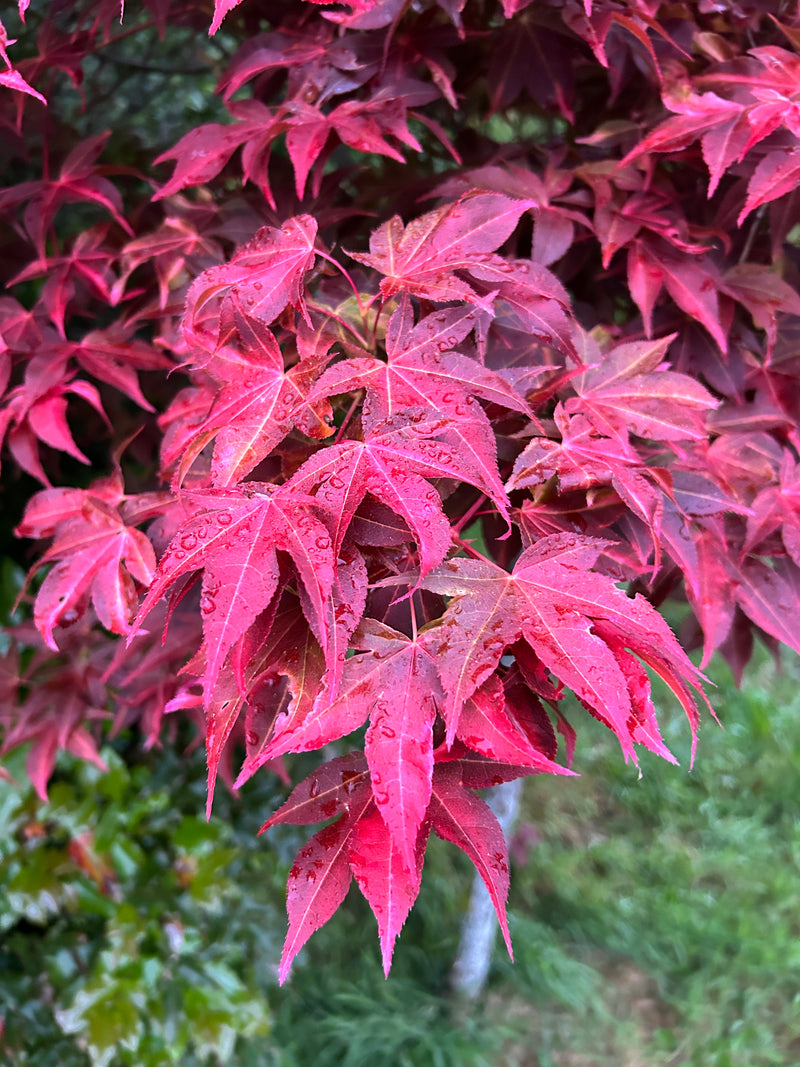 - Acer palmatum 'Gable's Glory' Chameleon Japanese Maple - Mr Maple │ Buy Japanese Maple Trees
