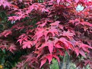 - Acer palmatum 'Gable's Glory' Chameleon Japanese Maple - Mr Maple │ Buy Japanese Maple Trees