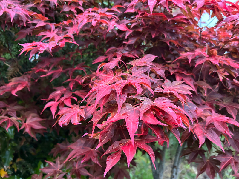 - Acer palmatum 'Gable's Glory' Chameleon Japanese Maple - Mr Maple │ Buy Japanese Maple Trees