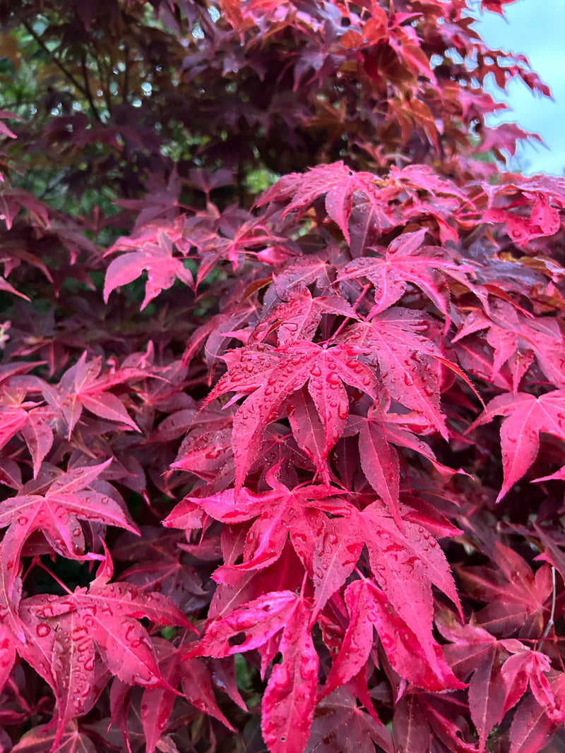 - Acer palmatum 'Gable's Glory' Chameleon Japanese Maple - Mr Maple │ Buy Japanese Maple Trees