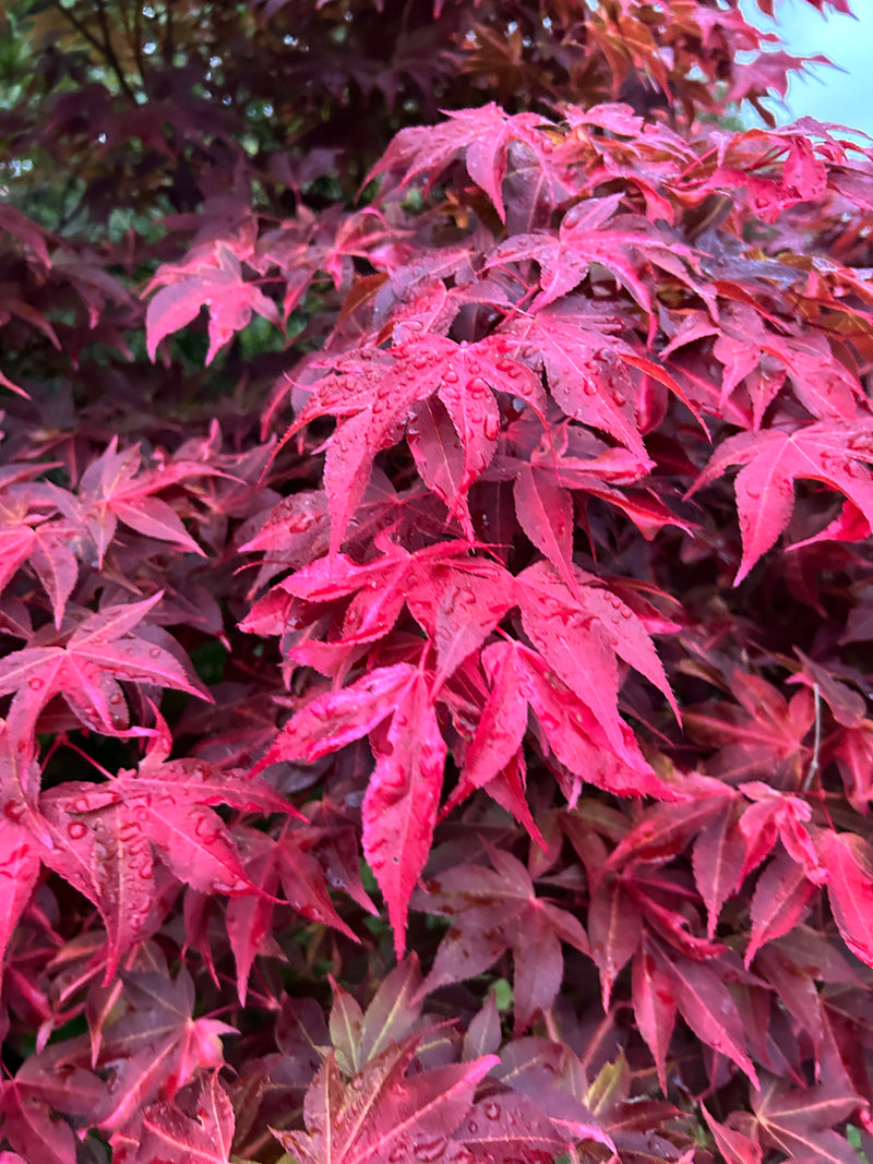 - Acer palmatum 'Gable's Glory' Chameleon Japanese Maple - Mr Maple │ Buy Japanese Maple Trees