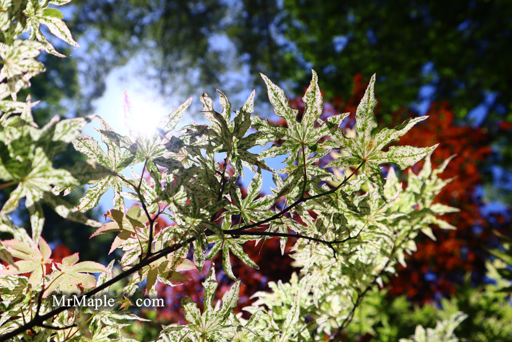 - FOR PICKUP ONLY | Acer palmatum 'Ukigumo' Floating Clouds Japanese Maple | DOES NOT SHIP - Mr Maple │ Buy Japanese Maple Trees