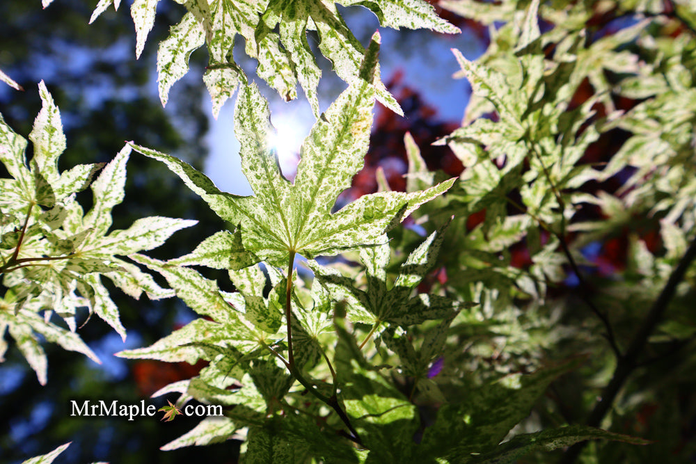 FOR PICKUP ONLY | Acer palmatum 'Ukigumo' Floating Clouds Japanese Maple | DOES NOT SHIP