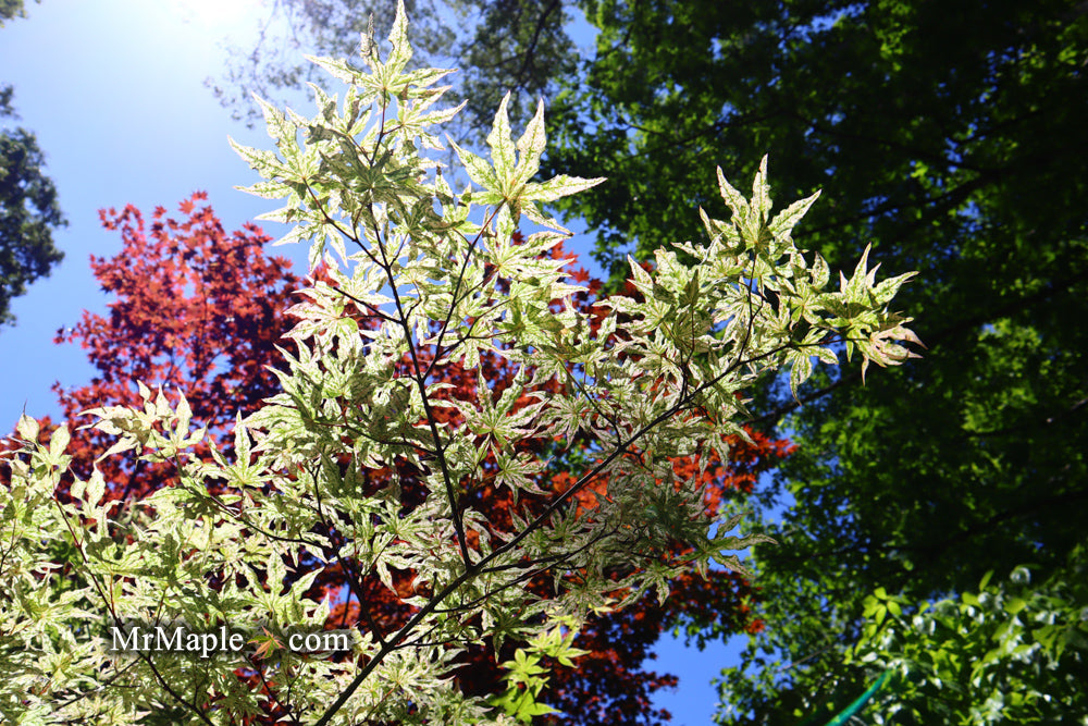 - FOR PICKUP ONLY | Acer palmatum 'Ukigumo' Floating Clouds Japanese Maple | DOES NOT SHIP - Mr Maple │ Buy Japanese Maple Trees