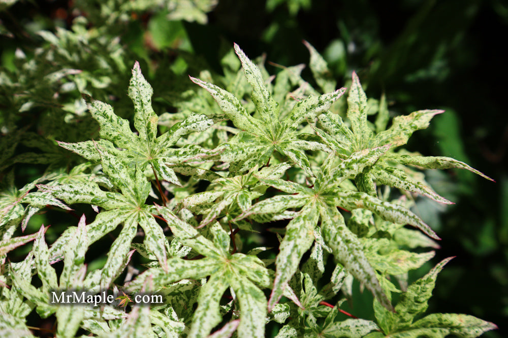 FOR PICKUP ONLY | Acer palmatum 'Ukigumo' Floating Clouds Japanese Maple | DOES NOT SHIP