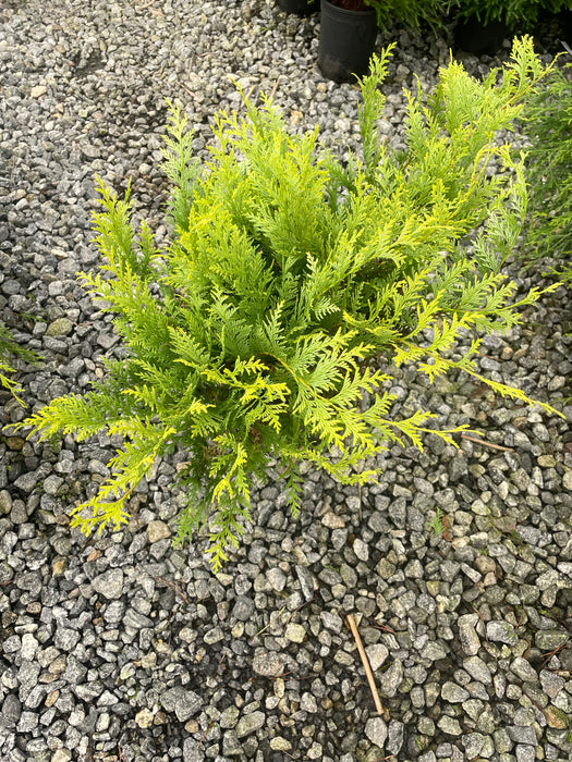 Chamaecyparis pisifera 'Vintage Gold' Yellow Cypress