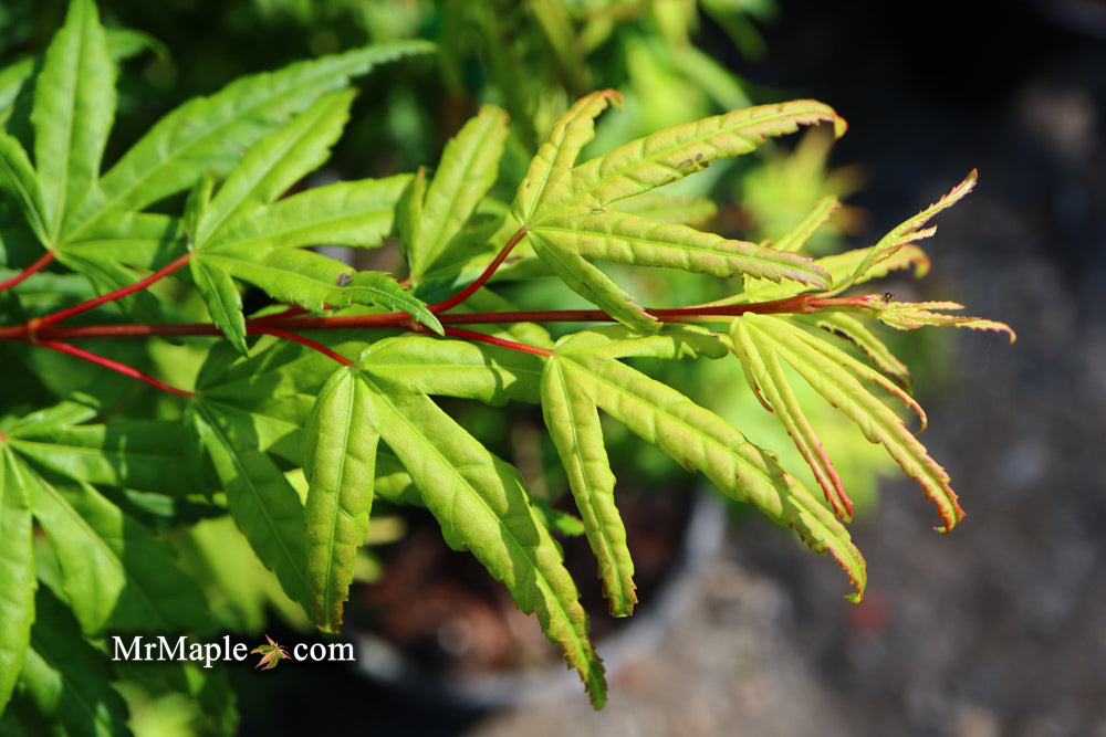 FOR PICKUP ONLY | Acer palmatum 'Seiun kaku' Dwarf Japanese Maple | DOES NOT SHIP