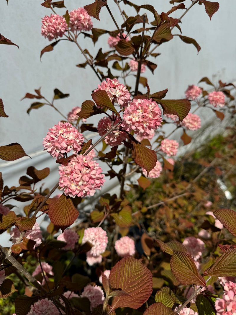 Viburnum × juddii ‘Sparkling Pink Champagne’ Pink Flowering Viburnum