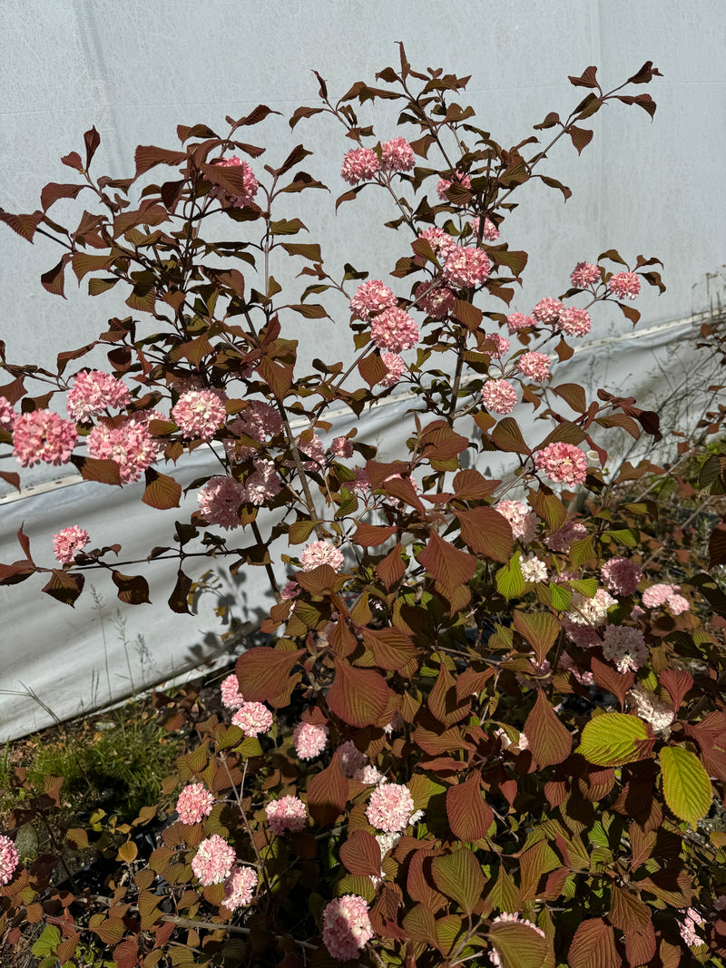 Viburnum × juddii ‘Sparkling Pink Champagne’ Pink Flowering Viburnum