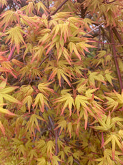 - FOR PICK UP ONLY | Acer palmatum 'Golden Falls' Weeping Golden Japanese Maple | DOES NOT SHIP - Mr Maple │ Buy Japanese Maple Trees