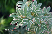 - FOR PICK UP ONLY | Acer palmatum 'Butterfly' Japanese Maple | DOES NOT SHIP - Mr Maple │ Buy Japanese Maple Trees
