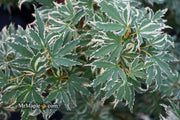 - FOR PICK UP ONLY | Acer palmatum 'Butterfly' Japanese Maple | DOES NOT SHIP - Mr Maple │ Buy Japanese Maple Trees