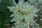 - FOR PICK UP ONLY | Acer palmatum 'Butterfly' Japanese Maple | DOES NOT SHIP - Mr Maple │ Buy Japanese Maple Trees