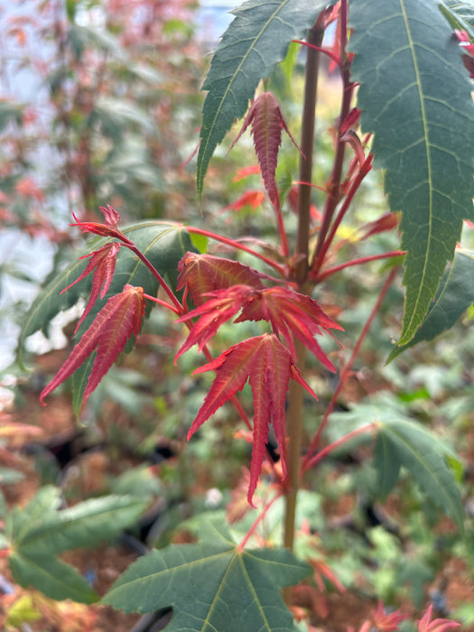 Acer palmatum 'Pink Panther' Japanese Maple