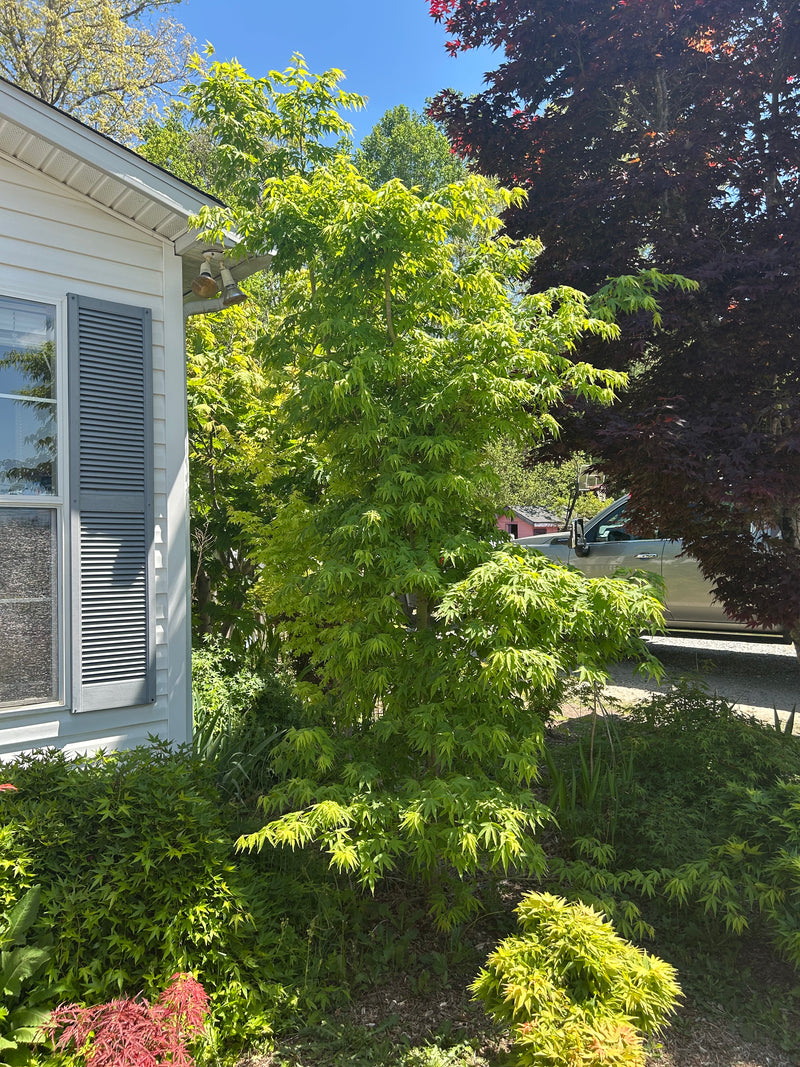 Acer pubipalmatum 'Emerald Tiger' Variegated Chinese Maple