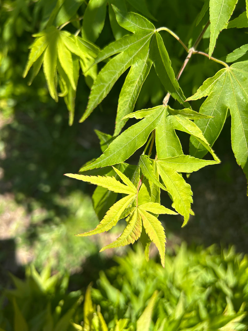 Acer pubipalmatum 'Emerald Tiger' Variegated Chinese Maple