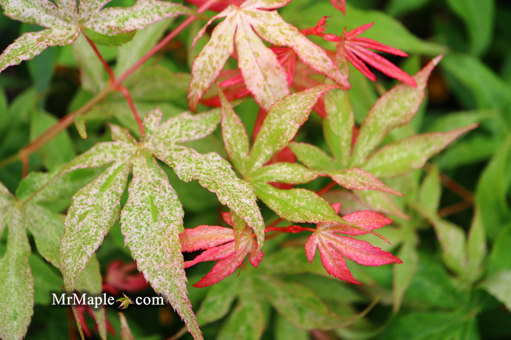 FOR PICKUP ONLY | Acer palmatum 'Ukigumo' Floating Clouds Japanese Maple | DOES NOT SHIP