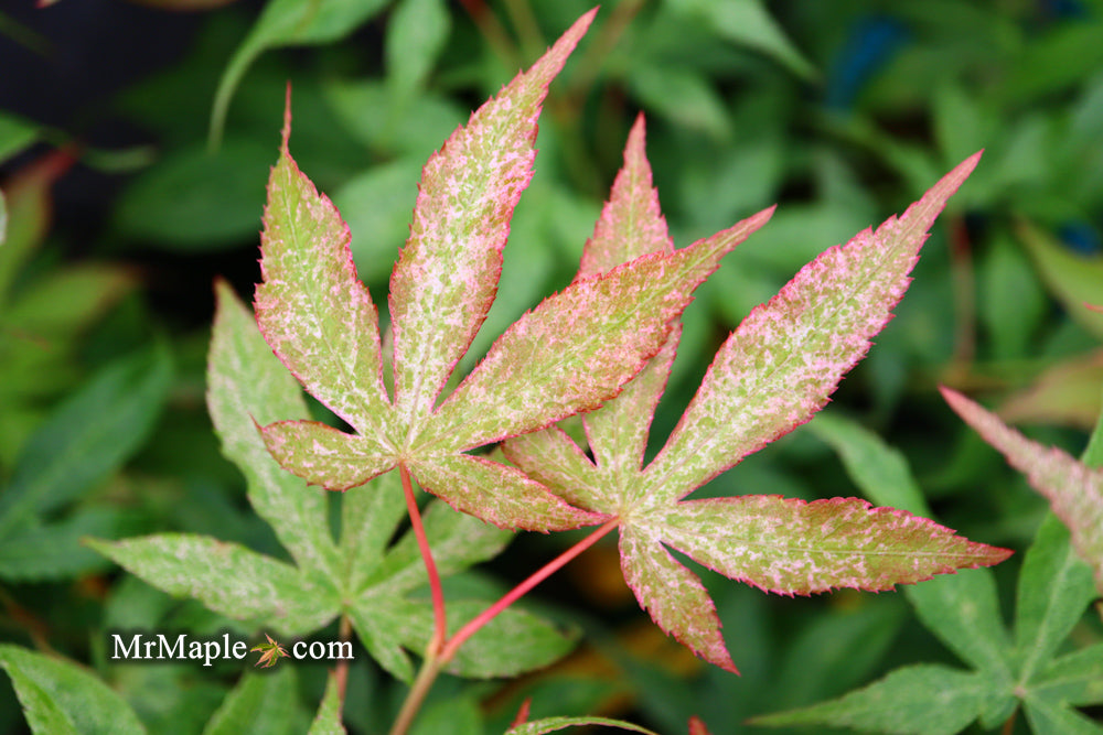 FOR PICKUP ONLY | Acer palmatum 'Ukigumo' Floating Clouds Japanese Maple | DOES NOT SHIP