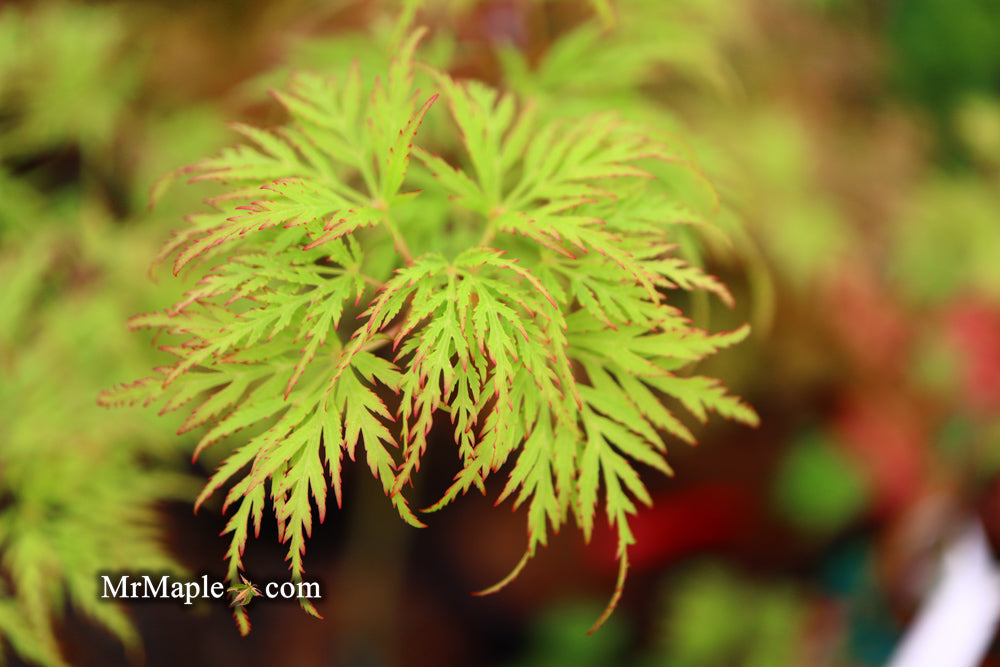 FOR PICKUP ONLY | Acer palmatum 'Emerald Lace' Japanese Maple | DOES NOT SHIP