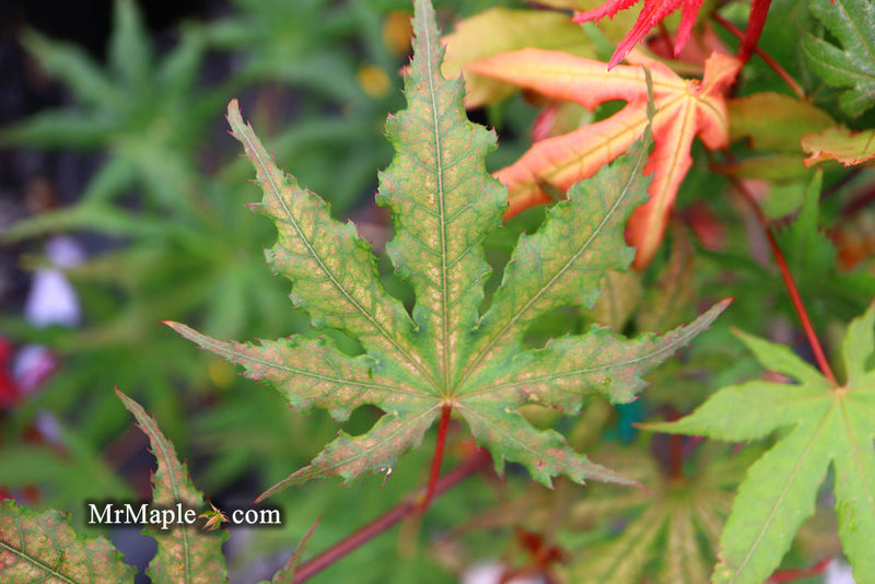 - FOR PICK UP ONLY | Acer palmatum 'Amber Ghost' Japanese Maple | DOES NOT SHIP - Mr Maple │ Buy Japanese Maple Trees