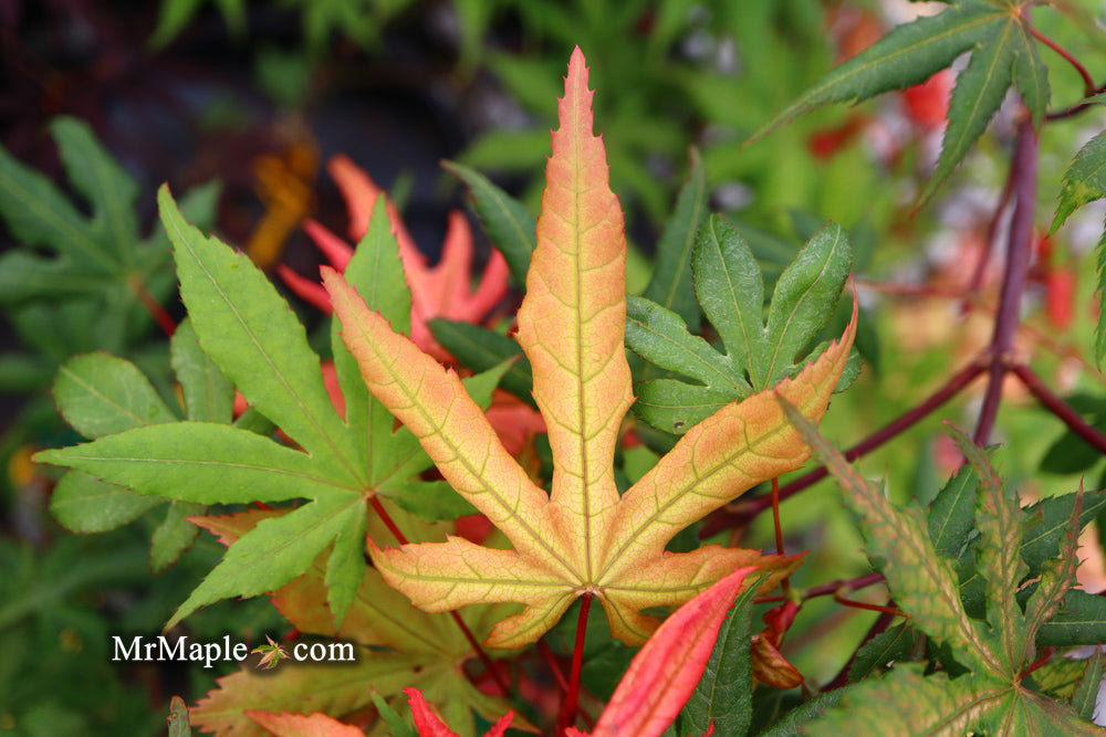 FOR PICK UP ONLY | Acer palmatum 'Amber Ghost' Japanese Maple | DOES NOT SHIP