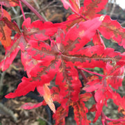 - FOR PICK UP ONLY | Acer palmatum 'Golden Falls' Weeping Golden Japanese Maple | DOES NOT SHIP - Mr Maple │ Buy Japanese Maple Trees