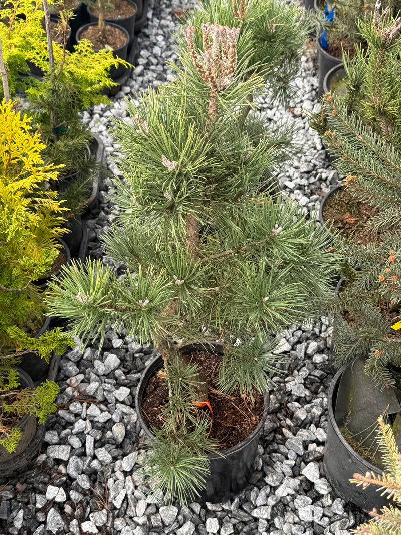 Pinus Leucodermis 'Gnome' Dwarf Bosnian Pine
