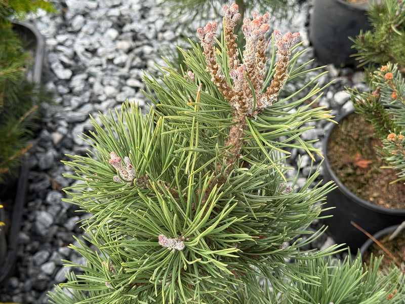 Pinus Leucodermis 'Gnome' Dwarf Bosnian Pine