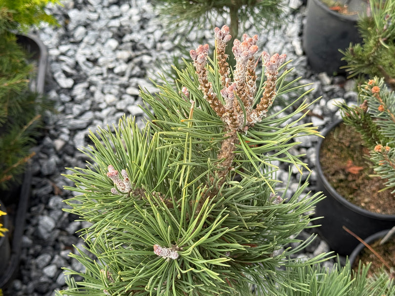 Pinus Leucodermis 'Gnome' Dwarf Bosnian Pine