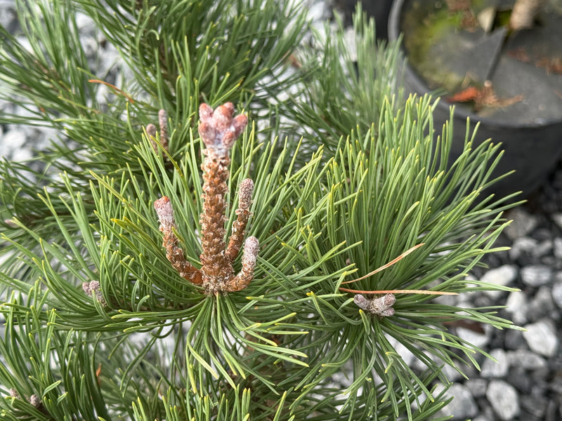 Pinus Leucodermis 'Gnome' Dwarf Bosnian Pine