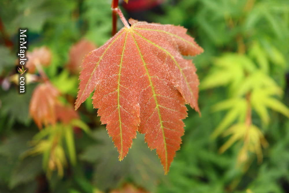 FOR PICK UP ONLY | Acer japonicum 'Aka omote' Japanese Maple | DOES NOT SHIP