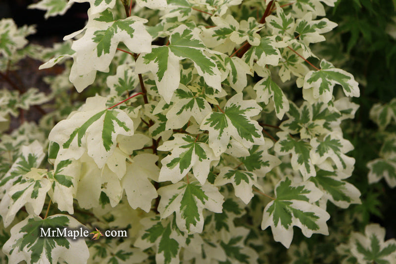 - FOR PICK UP ONLY | Acer campestre 'Carnival' White Variegated Maple | DOES NOT SHIP - Mr Maple │ Buy Japanese Maple Trees