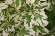 - FOR PICK UP ONLY | Acer campestre 'Carnival' White Variegated Maple | DOES NOT SHIP - Mr Maple │ Buy Japanese Maple Trees
