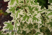 - FOR PICK UP ONLY | Acer campestre 'Carnival' White Variegated Maple | DOES NOT SHIP - Mr Maple │ Buy Japanese Maple Trees
