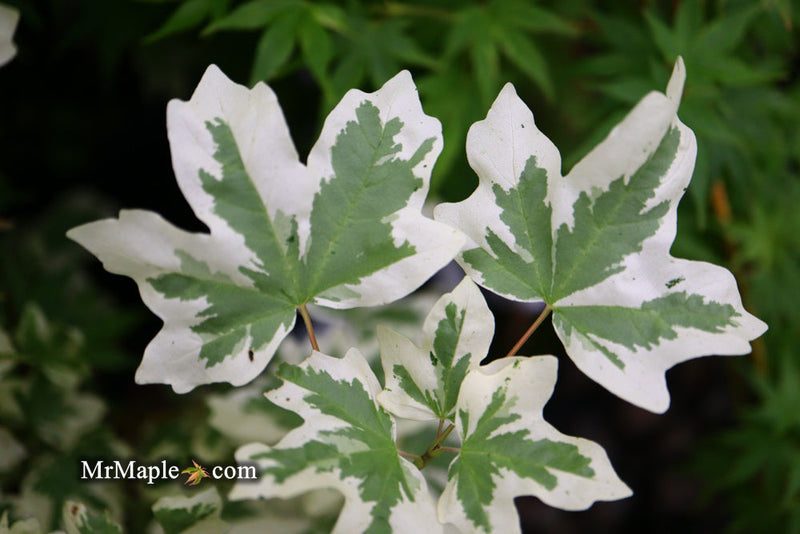 - FOR PICK UP ONLY | Acer campestre 'Carnival' White Variegated Maple | DOES NOT SHIP - Mr Maple │ Buy Japanese Maple Trees