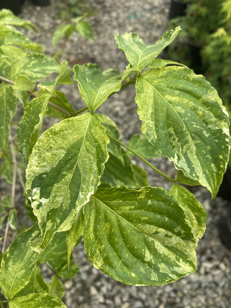 Cornus kousa var. Chinensis 'White Dusted' Chinese Dogwood