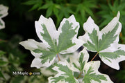 - FOR PICK UP ONLY | Acer campestre 'Carnival' White Variegated Maple | DOES NOT SHIP - Mr Maple │ Buy Japanese Maple Trees