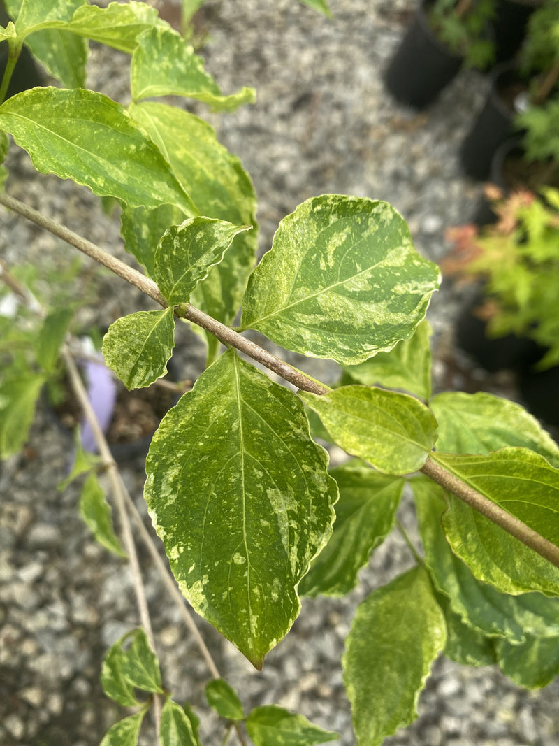 Cornus kousa var. Chinensis 'White Dusted' Chinese Dogwood