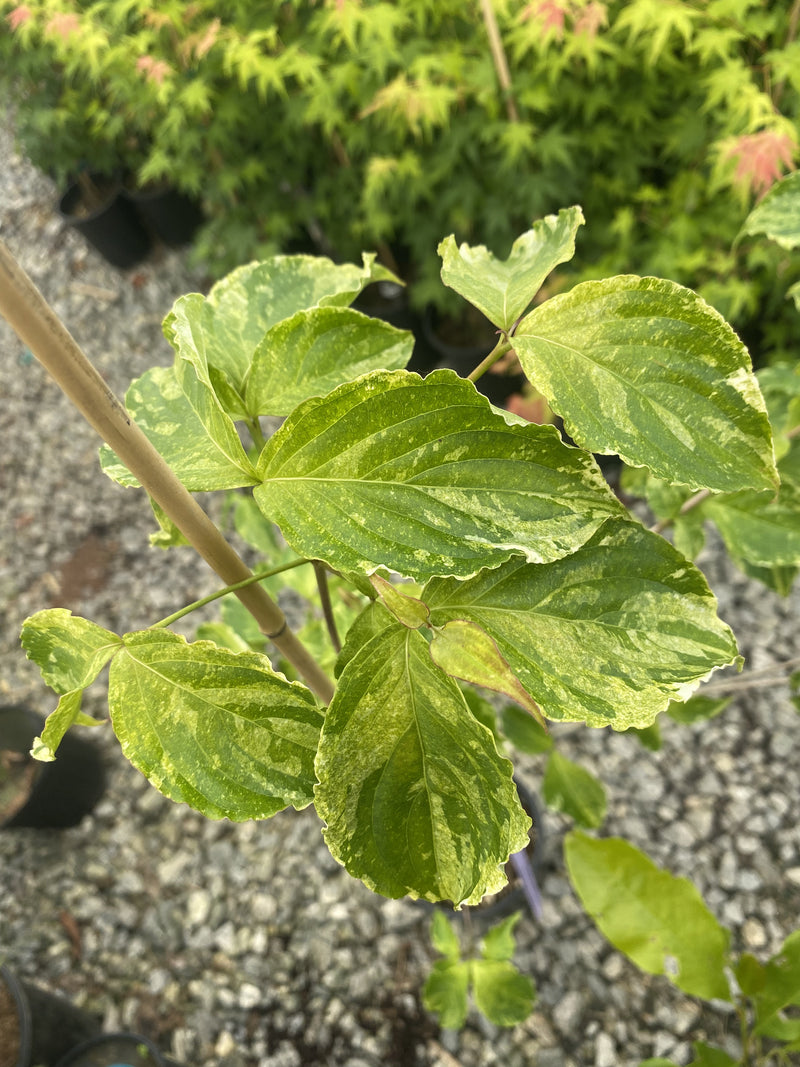 Cornus kousa var. Chinensis 'White Dusted' Chinese Dogwood