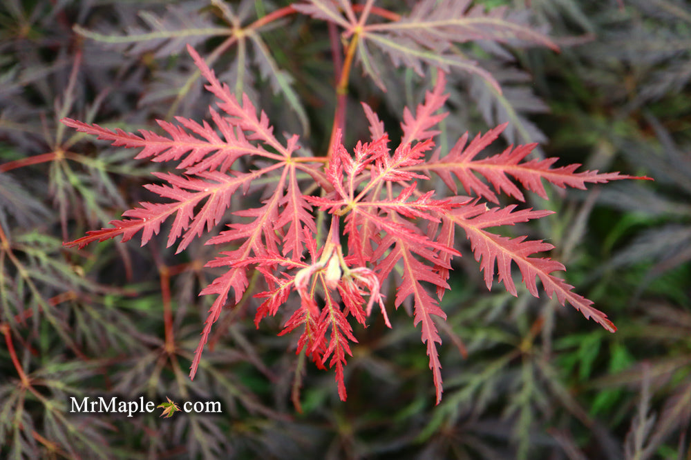 FOR PICKUP ONLY | Acer palmatum 'Inaba shidare' Japanese Maple | DOES NOT SHIP