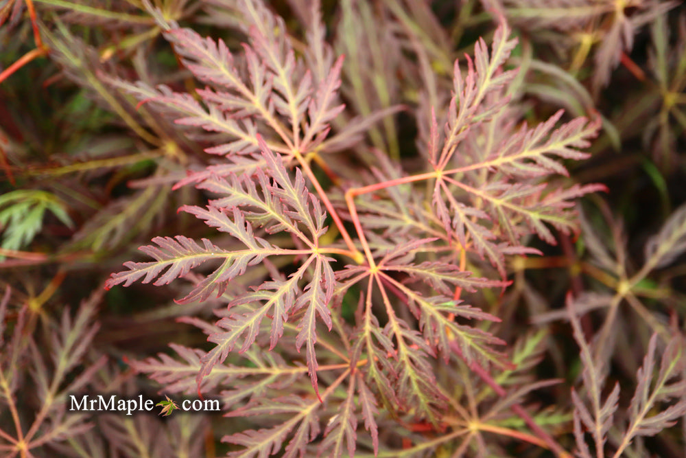 FOR PICK UP ONLY | Acer palmatum 'Inaba shidare' Japanese Maple | 15 Gallon | DOES NOT SHIP