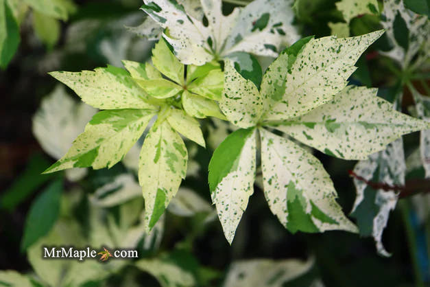 Rare Plants