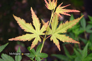 - FOR PICK UP ONLY | Acer palmatum 'Golden Falls' Weeping Golden Japanese Maple | DOES NOT SHIP - Mr Maple │ Buy Japanese Maple Trees