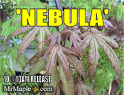 - FOR PICKUP ONLY | Acer palmatum 'Nebula' Variegated Japanese Maple | DOES NOT SHIP - Mr Maple │ Buy Japanese Maple Trees