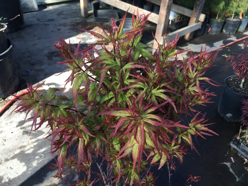 Acer palmatum 'Angel the Prince' Japanese Maple
