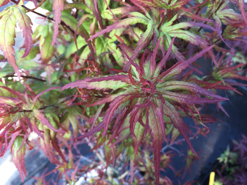 Acer palmatum 'Angel the Prince' Japanese Maple