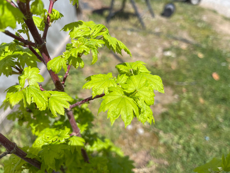 Acer circinatum 'J.A.G' Japanese Maple