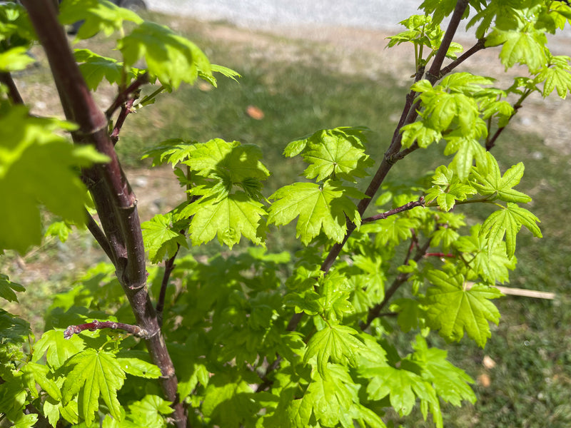 Acer circinatum 'J.A.G' Japanese Maple
