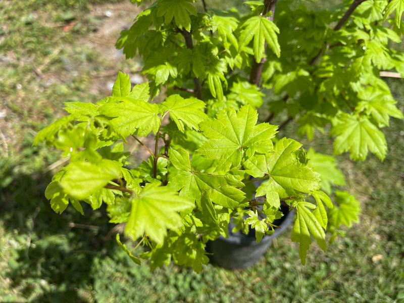 Acer circinatum 'J.A.G' Japanese Maple